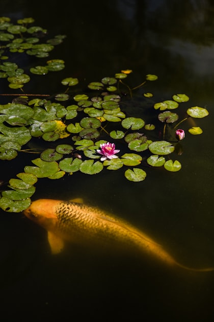 The Art of Pond Landscaping